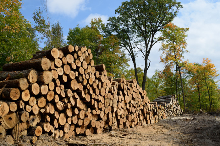 L’intérêt d’investir dans un groupement forestier